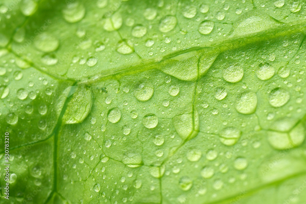 Water drops close-up macro on fresh lettuce leaves texture. Selective focus, vegetable background Water drops close-up macro on fresh lettuce leaves texture. Selective focus, vegetable background
