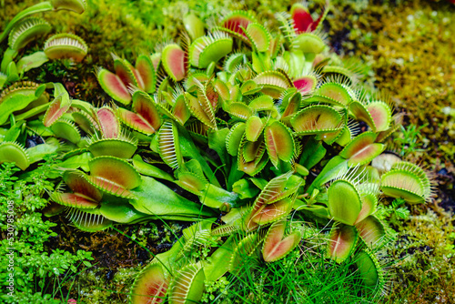 Tropical forest with carnivorous plants