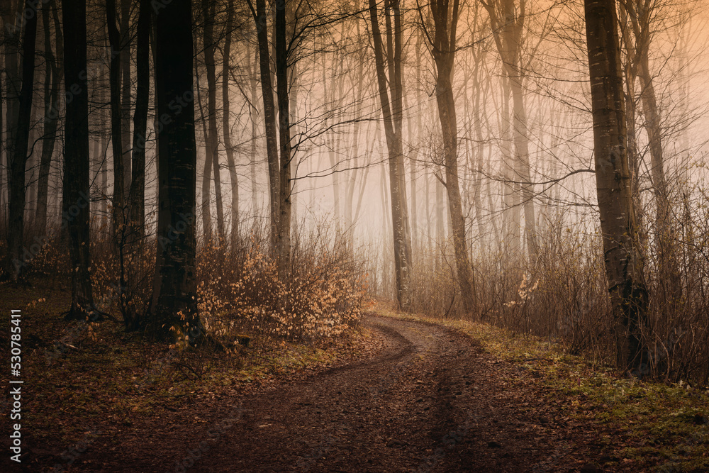 dark forest road on autumn morning dark forest road on autumn morning