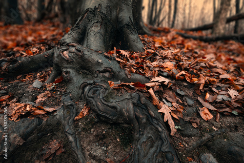 old tree root on the forest ground © andreiuc88