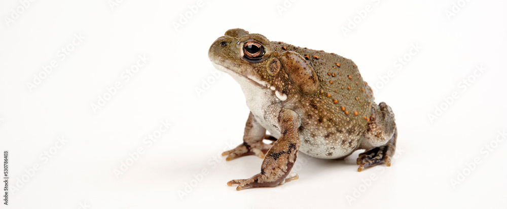 Fototapeta premium Colorado River toad // Coloradokröte (Incilius alvarius / Bufo alvarius)