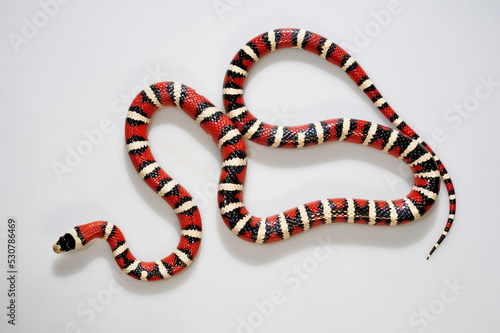 Huachuca Mountain Kingsnake // Huachua-Bergkönigsnatter (Lampropeltis pyromelana woodini)