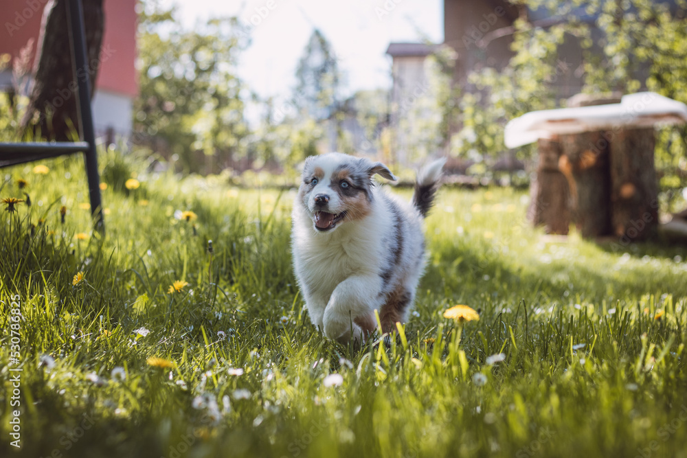 Fototapeta premium Australian Shepherd puppy running around the garden full of dandelions and another flowers, enjoying his freedom of movement with a smile on his face