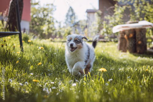 Australian Shepherd puppy running around the garden full of dandelions and another flowers, enjoying his freedom of movement with a smile on his face