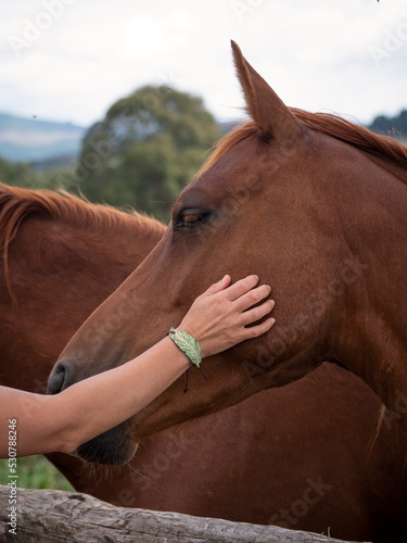 Female arm stroking a chestnut Anglo arab horse.