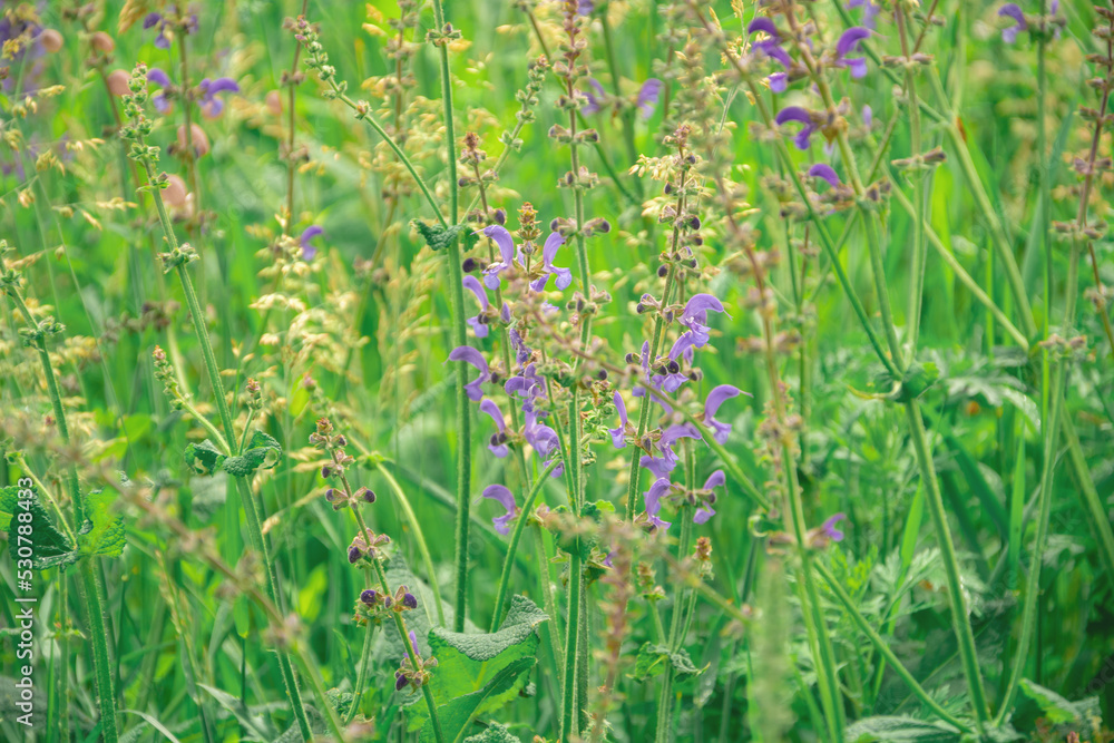 Obraz premium summer meadow blue and yellow flowers