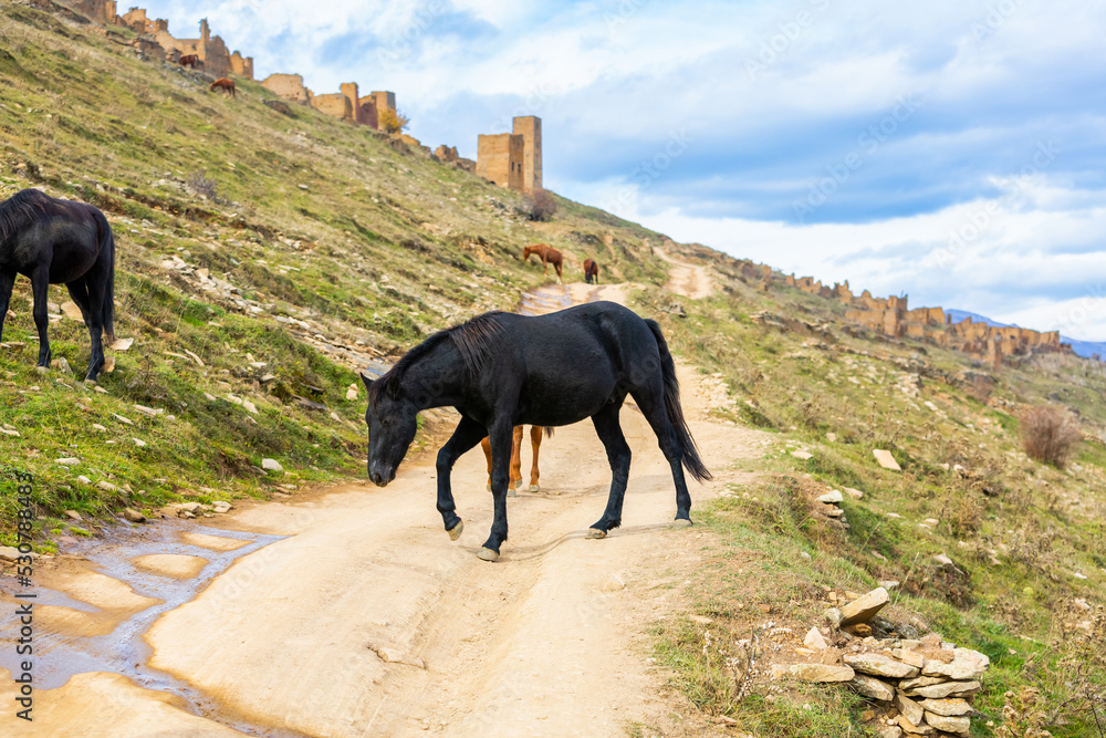 Horses in Dagestan, Russia. A herd in the mountains. Black horse on the dirt road Horses in Dagestan, Russia. A herd in the mountains. Black horse on the dirt road