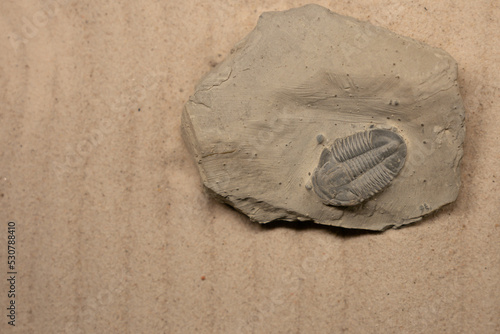 Asaphiscus Wheeleri is a genus of trilobite that lived in the Cambrian. Its remains have been found in Australia and North America, especially in Utah. photo