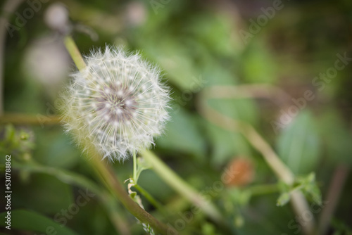 dandelion head