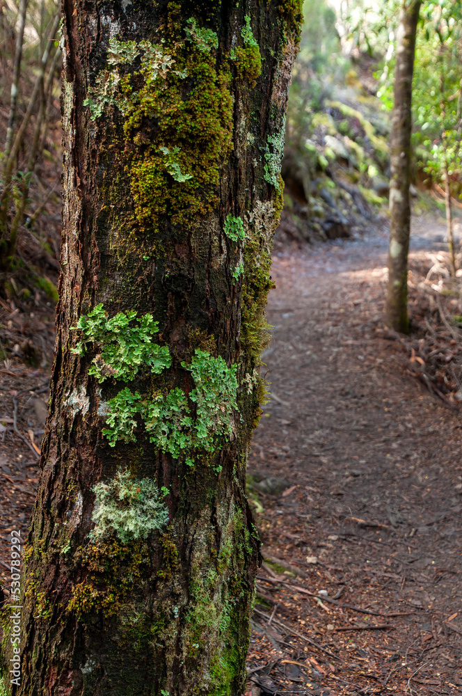 Lake St Clair Australia, lichen growing on a tree trunk beside walking trail