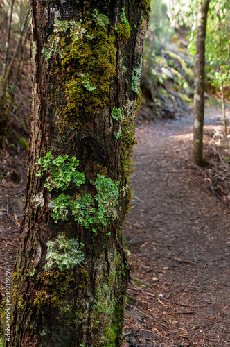 Lake St Clair Australia  lichen growing on a tree trunk beside walking trail