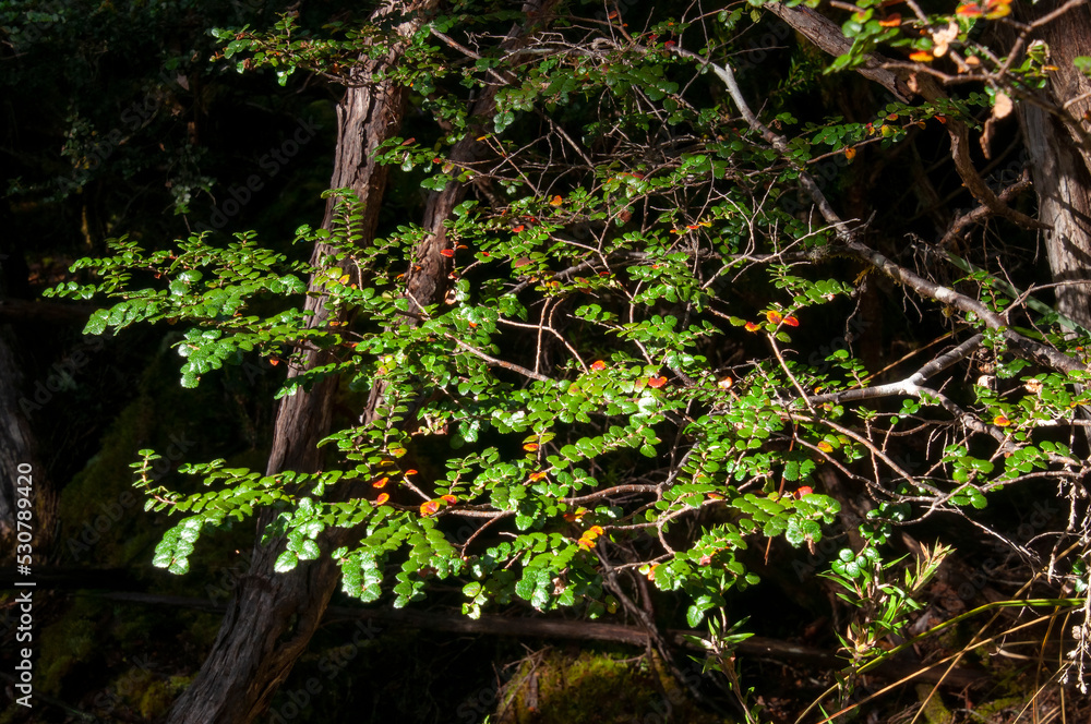 Lake St Clair Australia, branch of a nothofagus cunninghamii, or myrtle beech in forest Lake St Clair Australia, branch of a nothofagus cunninghamii, or myrtle beech in forest