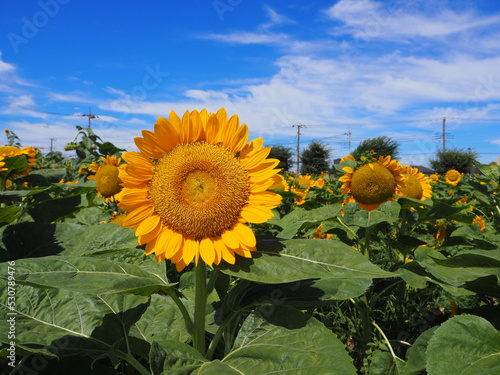 the beautiful sunflower garden in Japan