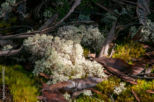 Lake St Clair Australia, coral lichen and moss growing on ground in alpine forest photo