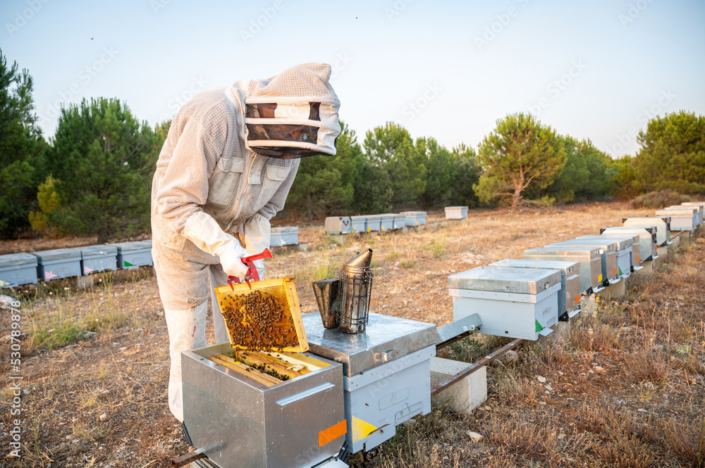 Beekeeper removing a comb of bees from the hive to harvest the honey. Beekeeper's clothing. Beekeeper removing a comb of bees from the hive to harvest the honey. Beekeeper's clothing.