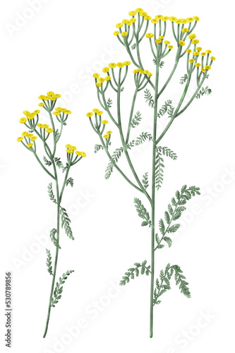 Two blooming tansy flowers, Tanacetum vulgare, herbal plant, digital illustration isolated on transparent background