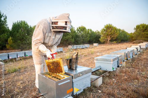 Beekeeper removing a comb of bees from the hive to harvest the honey. Beekeeper's clothing.
