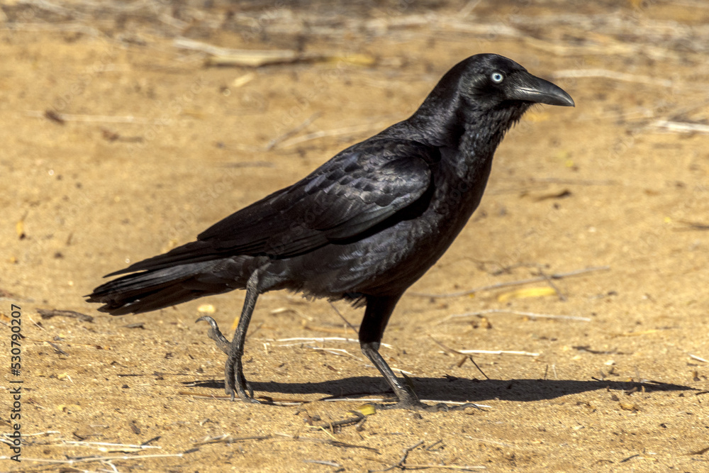 Little Crow in Northern Territory Australia Little Crow in Northern Territory Australia