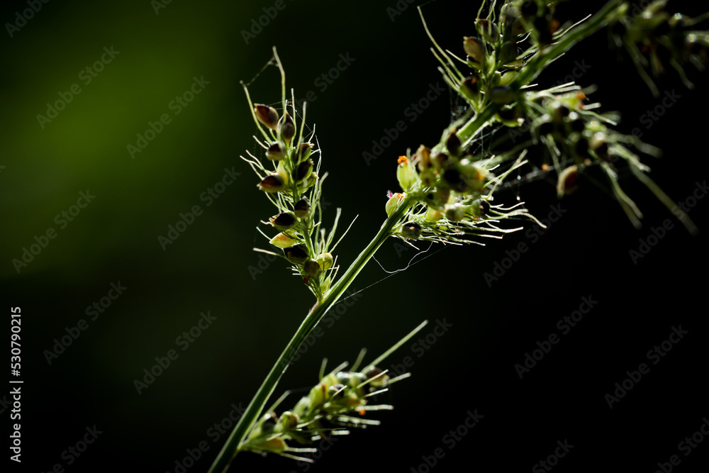 Grass on black background. Fresh grass field closeup. Forest background. Grass texture pattern wallpaper. Grass on black background. Fresh grass field closeup. Forest background. Grass texture pattern wallpaper.