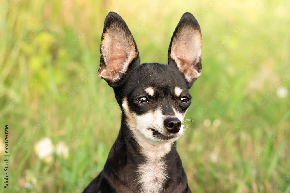 a dog on a walk. portrait of a dog a dog on a walk. portrait of a dog