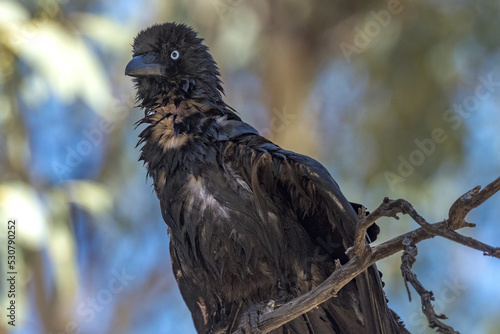 Little Crow in Northern Territory Australia photo