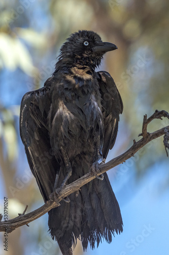 Little Crow in Northern Territory Australia photo