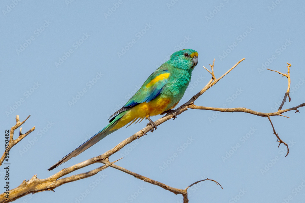 Mulga Parrot in Northern Territory Australia Mulga Parrot in Northern Territory Australia