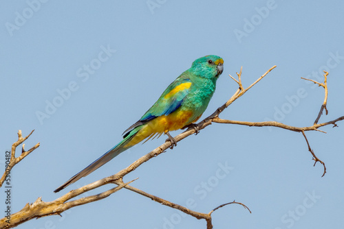 Mulga Parrot in Northern Territory Australia