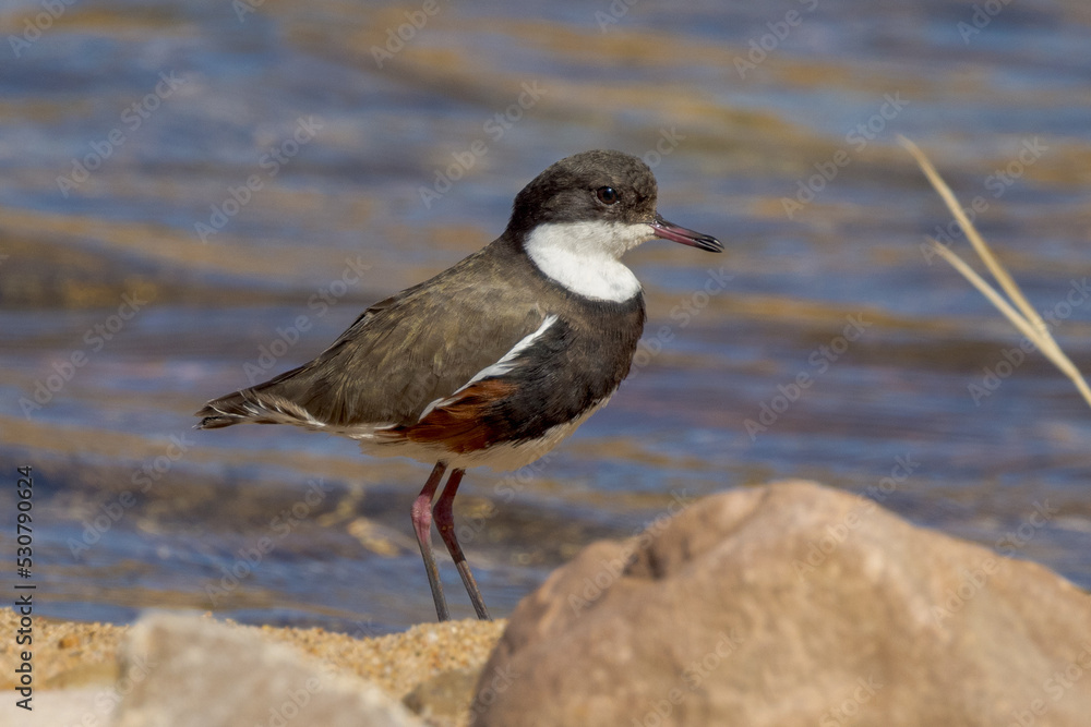 Red-kneed Dotterel in Northern Territory Australia Red-kneed Dotterel in Northern Territory Australia