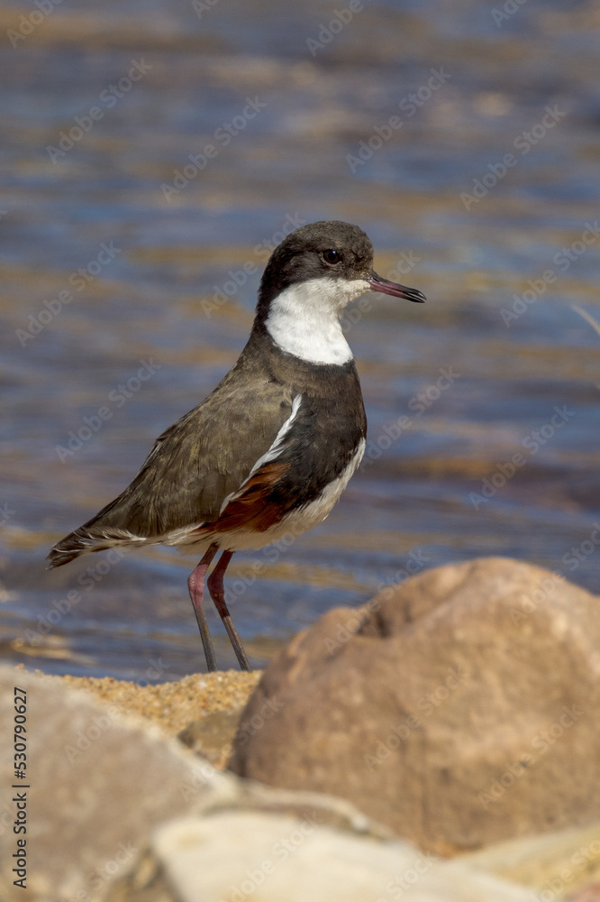 Red-kneed Dotterel in Northern Territory Australia Red-kneed Dotterel in Northern Territory Australia