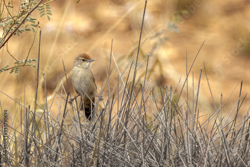 Spinifexbird in Northern Territory Australia photo