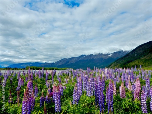 a field of lupin or lupine flowers on the southern island of new zealand