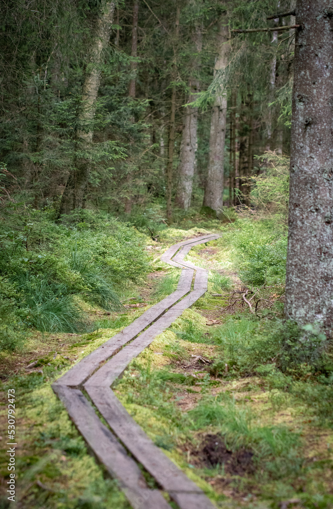Obraz premium Landscape photo of a path in the forest or woods