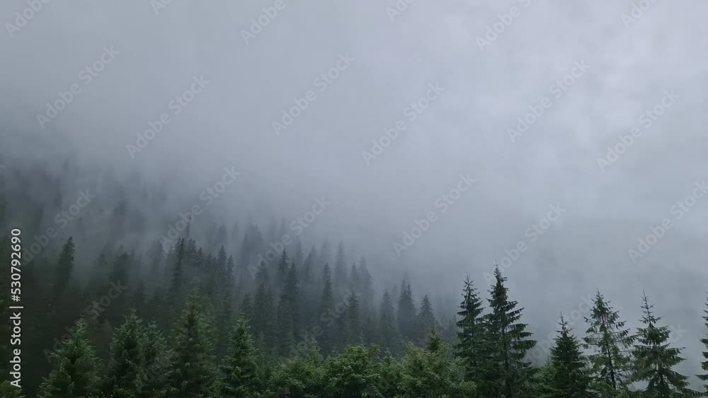 Misty fir forest background. Idyllic and moody scene with clouds moving above the pine trees. Natural landscape with coniferous woods on the mountain hills covered with fog Misty fir forest background. Idyllic and moody scene with clouds moving above the pine trees. Natural landscape with coniferous woods on the mountain hills covered with fog