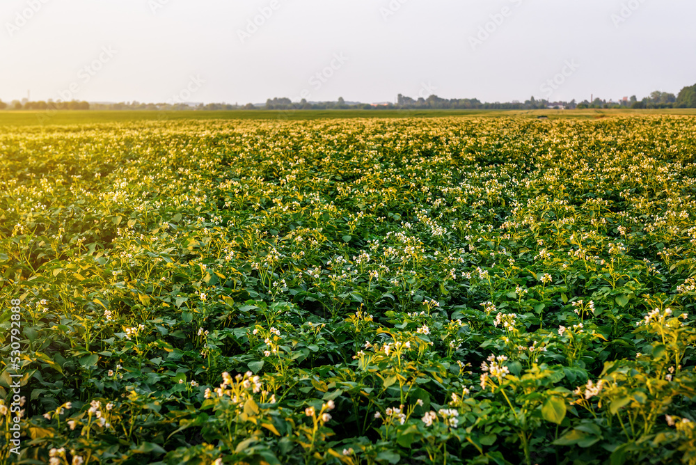 Blooming potato field at sunset