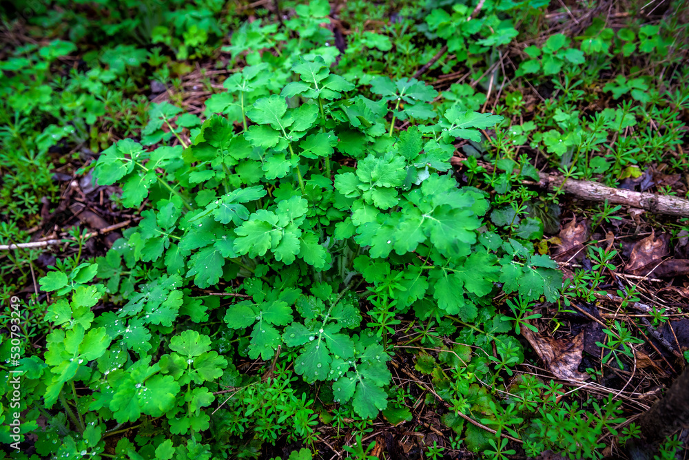 Medicinal plant celandine in the forest Medicinal plant celandine in the forest