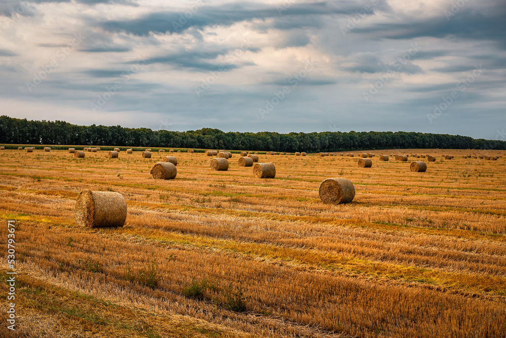 Straw bales on the field, beautiful landscape