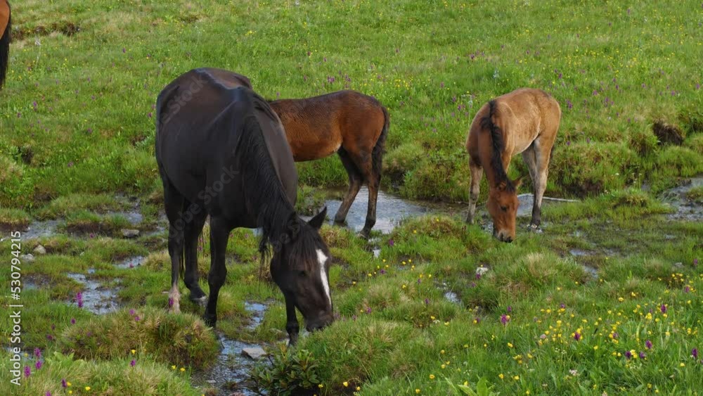 Black mare and two foals at a stream in a mountain pasture. Close-up. Green grass and colorful flowers. Free grazing in the mountains Black mare and two foals at a stream in a mountain pasture. Close-up. Green grass and colorful flowers. Free grazing in the mountains