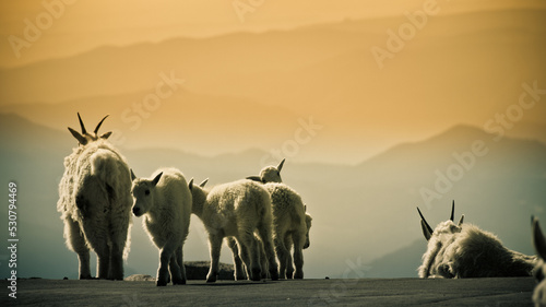 Canvastavla Mountain Goats