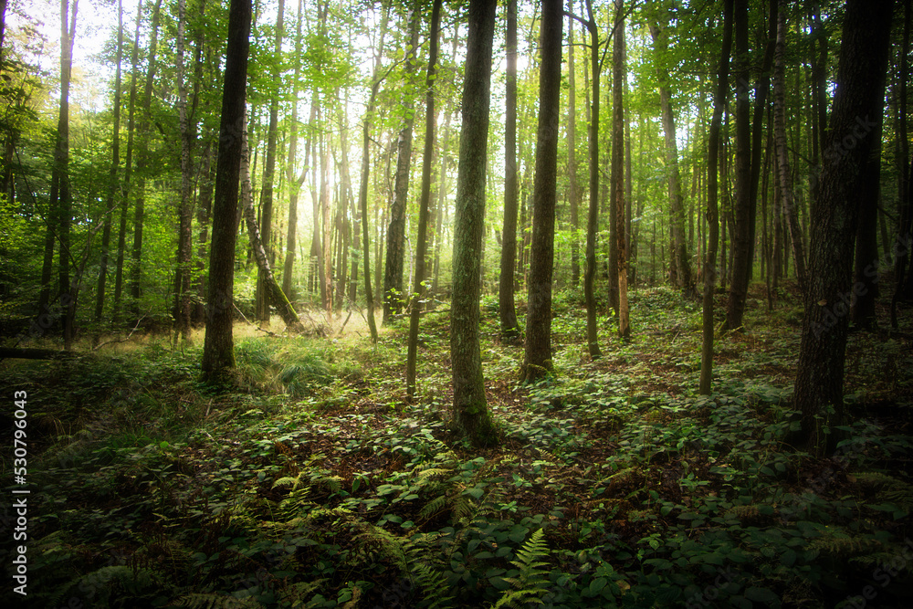 Naklejka premium magical forest 