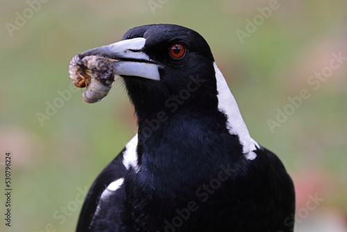 Australian Magpie feeding on curl grub