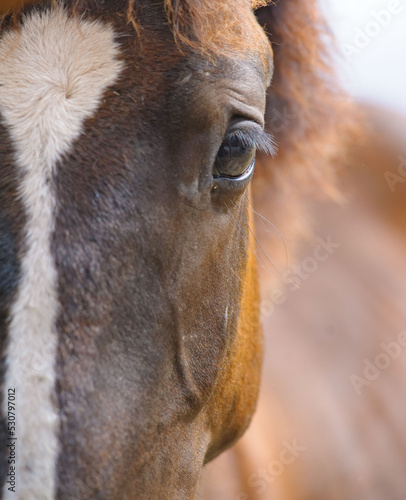 Young purebred horse eye