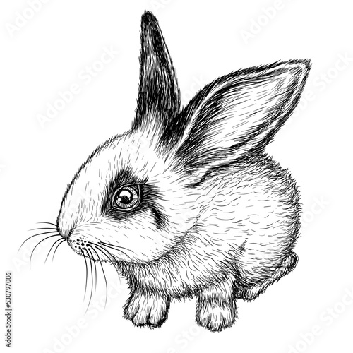 Vector illustration of a cute black and white rabbit in engraving style