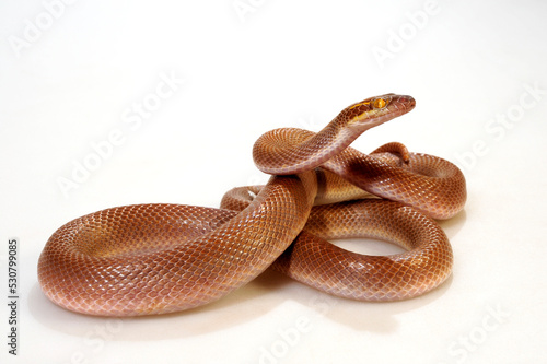 African House Snake // Afrikanische Hausschlange (Boaedon mentalis) 