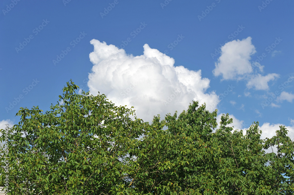 Beautiful cumulus cloud on the background of trees and blue sky Beautiful cumulus cloud on the background of trees and blue sky
