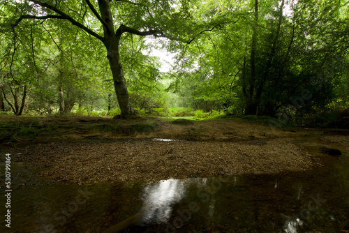 Broadleaved woodland and a stream in the New Forest UK