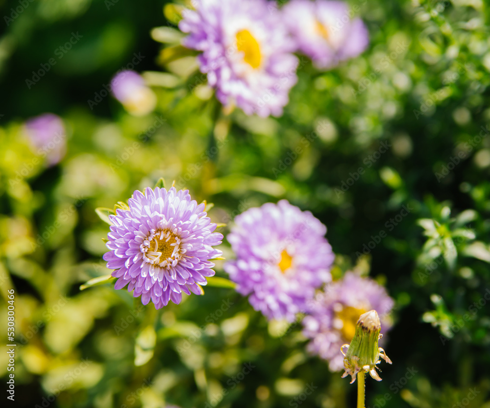 Obraz premium Purple flowers close-up. Chrysanthemums in the garden. Beautiful autumn flowers.
