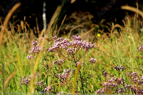 flowers in the meadow