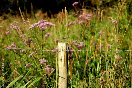 grass and flowers