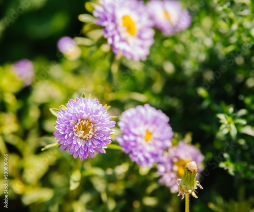 Purple flowers close-up. Chrysanthemums in the garden. Beautiful autumn flowers.